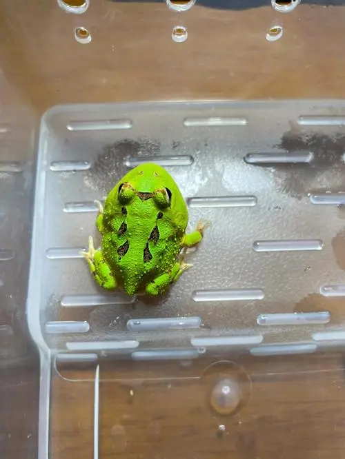 南美角蛙饲养方法 南美角蛙饲养方法视频
