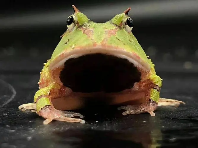 南美绿角蛙 来自热带雨林的鲜艳之美（南美绿角蛙）