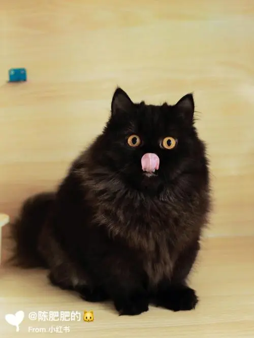拿破仑矮脚猫纯黑品种：多少钱一只（拿破仑矮脚猫多少钱一只纯黑）