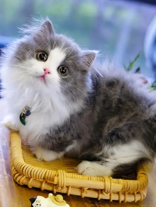 拿破仑短腿猫 – 可爱的小家伙（拿破仑短腿猫好看的图片）