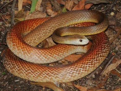 内陆太攀蛇与银环蛇：两种独特的非洲蛇类（内陆太攀蛇和银环蛇）