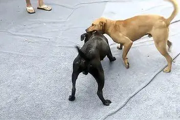 牛头梗和比特犬打架视频是近年来流行的一种互联网现象。这些视频通常展示了牛头梗和比特犬之间激烈的争斗，