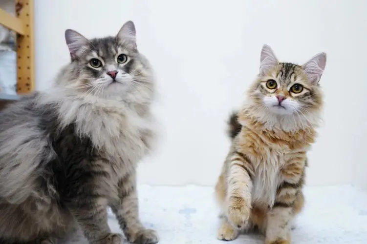 挪威森林猫和西伯利亚森林猫的关系 挪威森林猫和西伯利亚森林猫的关系是什么