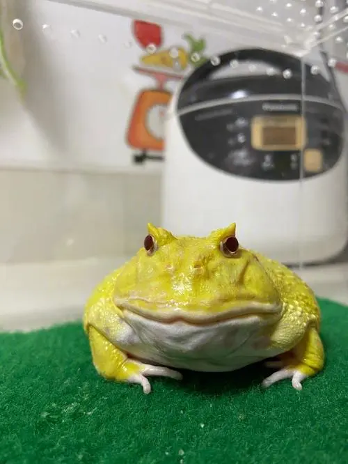 皮卡丘角蛙与黄金角蛙的区别（皮卡丘角蛙和黄金角蛙的区别）