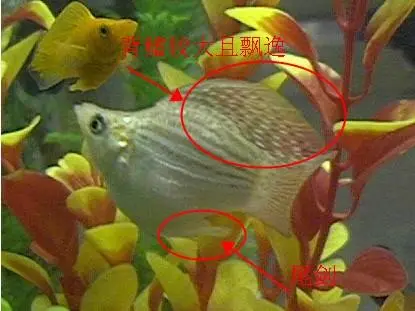 皮球珍珠鱼的性别辨别方式（皮球珍珠鱼怎么分公母）