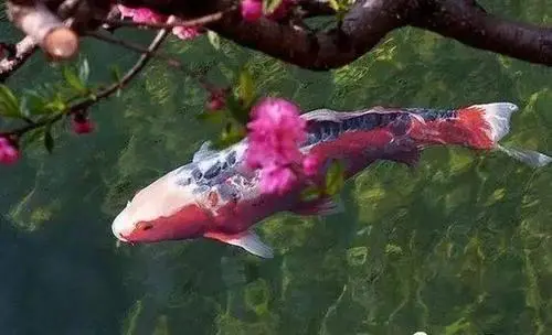 秋翠锦鲤是一种备受欢迎的观赏鱼类，其美丽的色彩和独特的鳞片图案使其成为水族箱中的明星。然而，要正确地