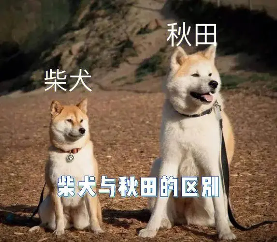 秋田犬VS柴犬：两种日本优秀犬种的区别与选择（秋田犬和柴犬的区别哪个好）