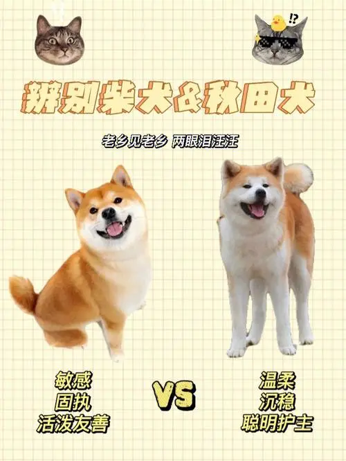 秋田犬和柴犬：两种日本犬种的鲜明对比（秋田犬和柴犬的区别动漫表情）