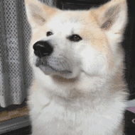 秋田犬微笑图片：狗界最迷人的表情包（秋田犬微笑图片 表情包）