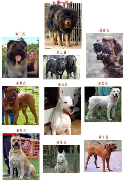 全球十大名犬排名 世界十大名犬排名图片