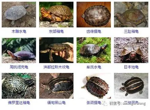 全世界龟类品种大全 全世界龟类品种大全图片