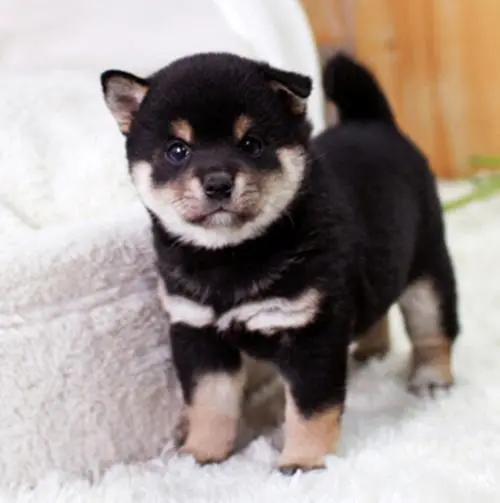 日本柴犬黑色：一种迷人的柴犬品种（日本柴犬黑色的图片）