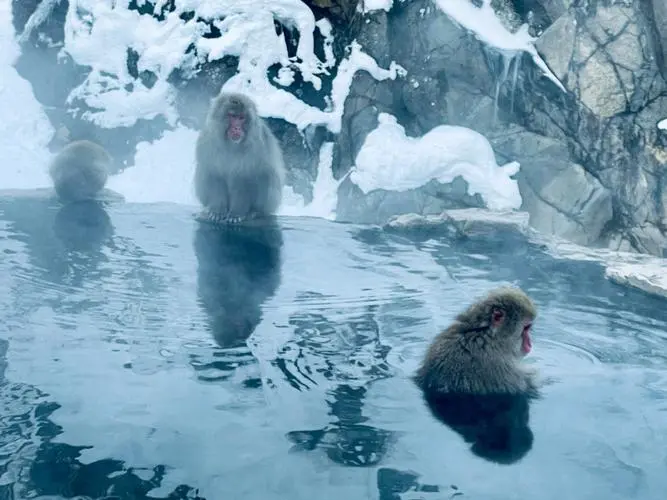 日本猴子泡温泉的地方 日本猴子泡温泉的地方叫什么