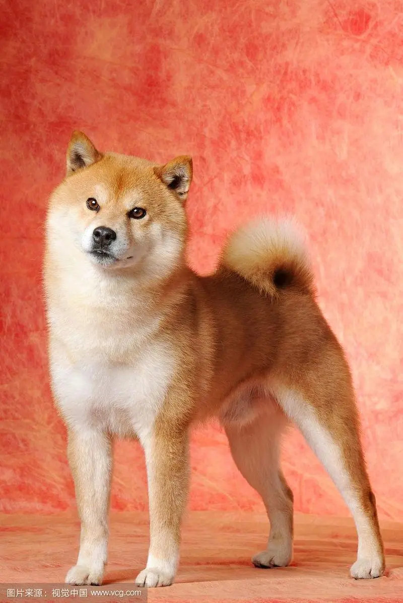 日本名犬柴犬图片大全 日本名犬排名图片大全