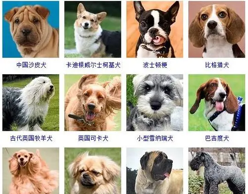 日本名犬图片大全名字 日本名犬图片大全名字可爱
