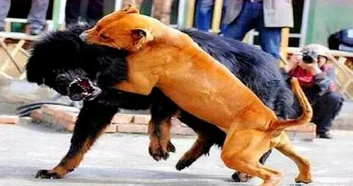 日本土佐犬 vs 藏獒（日本土佐犬vs藏獒）