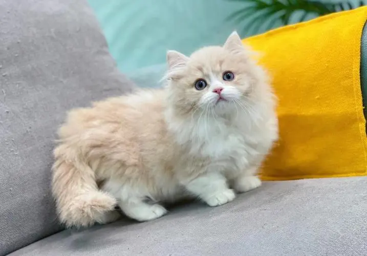 乳白拿破仑矮脚猫 乳白拿破仑矮脚猫多少钱