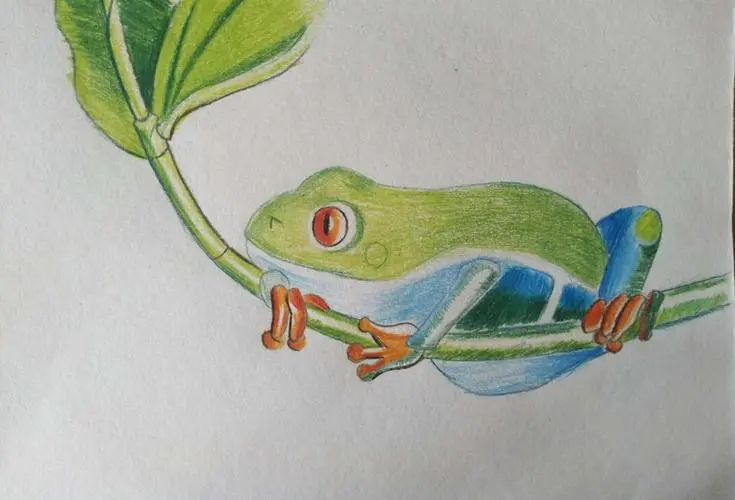 如何简单画红眼树蛙（红眼树蛙怎么画简单）
