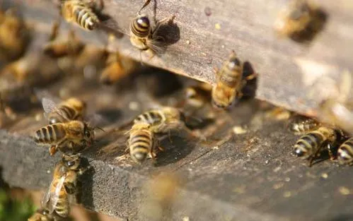 如何养好蜜蜂，3分钟教会你!（怎么养好蜜蜂,3分钟教会你!）