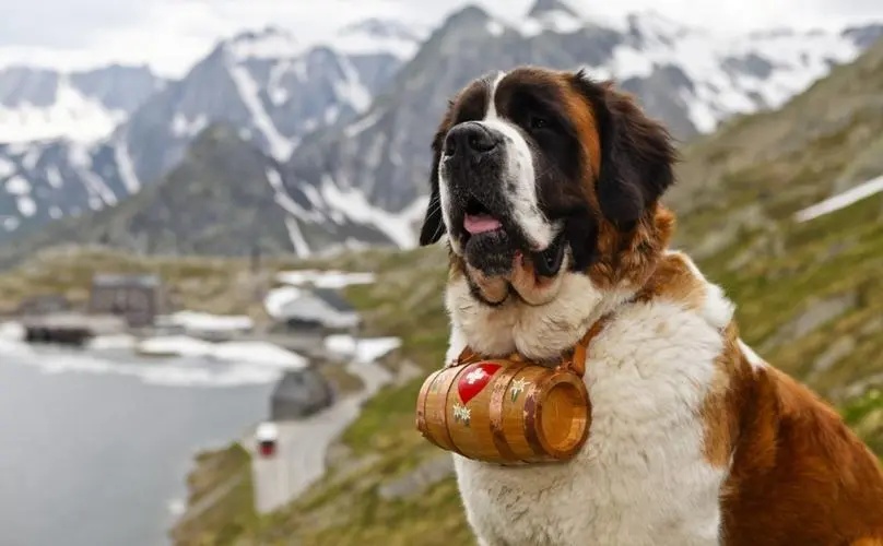 瑞士国宝圣伯纳犬 瑞士国宝圣伯纳犬不向中国进口