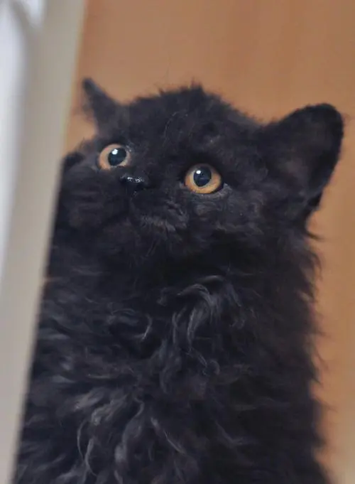 塞尔凯克卷毛猫黑色价格 塞尔凯克猫多少钱