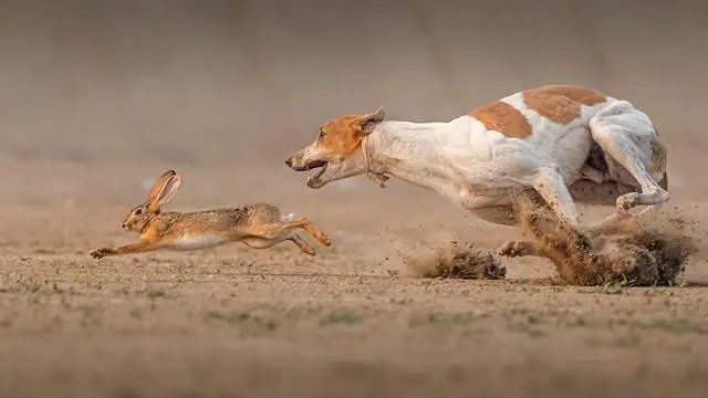塞尔维亚猎犬找野兔视频 塞尔维亚猎犬猎兔视频
