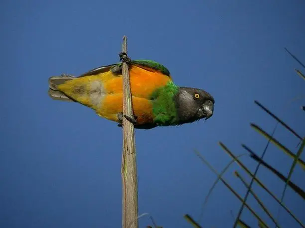 塞内加尔鹦鹉是几级保护动物？（塞内加尔鹦鹉是几级保护动物）