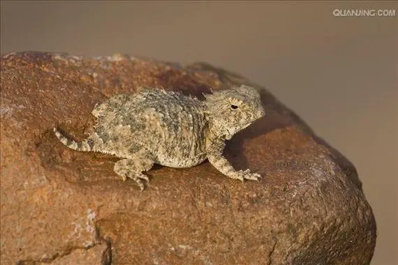 沙漠蜥蜴：隐士沙漠中的生命奇迹（沙漠蜥蜴图片和名字）