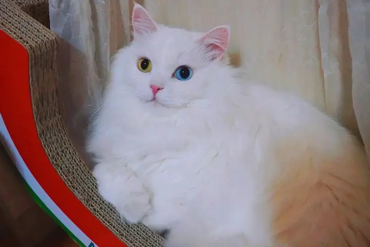 山东狮子猫和白猫的区别 山东狮子白猫特征