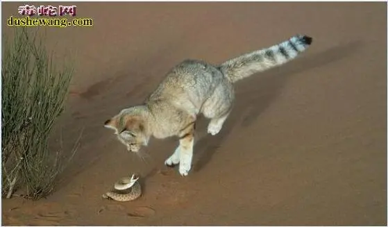 沙丘猫食蛇视频：探秘这一令人惊叹的捕食行为（沙丘猫吃毒蛇视频）