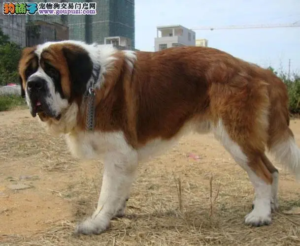 圣伯纳犬和中亚犬的区别 圣伯纳犬和中亚犬的区别图片