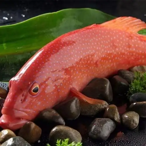 深海红色的鱼是什么鱼？（深海红色的鱼是什么鱼）