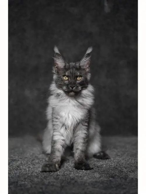 深灰色短毛猫什么品种 深灰色的猫是什么品种