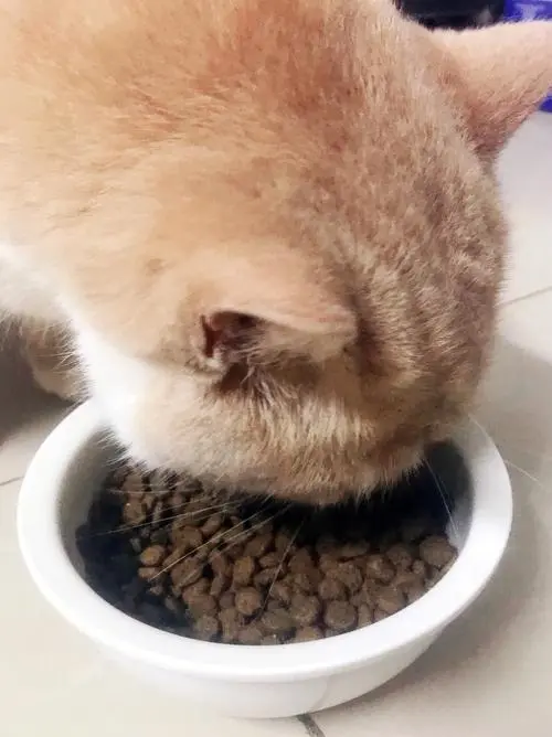 什么食物可以代替猫粮给猫吃 什么食物可以代替猫粮给猫吃三个月猫食谱