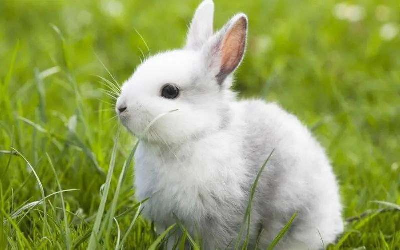 什么兔子最可爱 什么兔子最好养