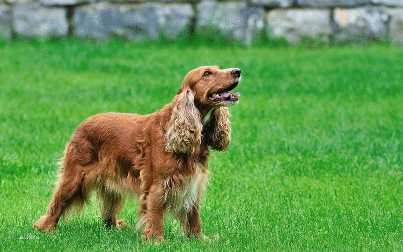 史宾格犬（Cocker Spaniel）：对家庭和狩猎的理想伴侣（史宾格犬的简介）