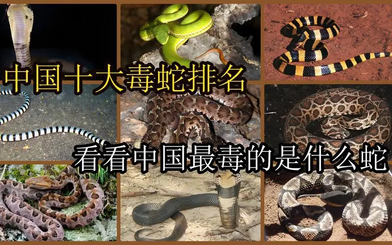 十大毒蛇的图片（十大毒蛇图片）