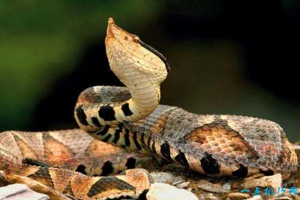 十大毒蛇排名第一图片 中国十大毒蛇排名第一