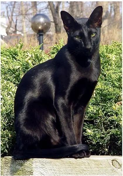 十大名贵猫——大黑猫（十大名贵猫大黑猫）