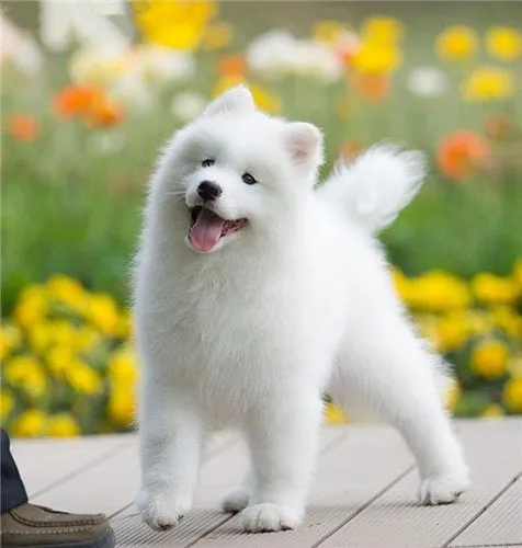 十大最漂亮的狗图片：萨摩耶（十大最漂亮的狗图片萨摩耶）