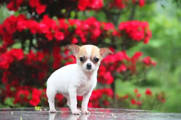 十大最漂亮小型犬图片欣赏 十大最漂亮小型犬图片