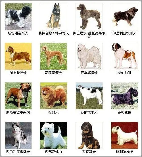 世界名犬品种大全图片及名字 牧羊犬图片