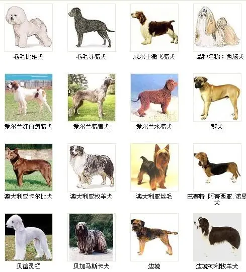 世界名犬品种大全图片总览 世界名犬品种大全图片及名字