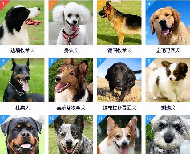 世界犬类智商排名100名 世界犬类排名