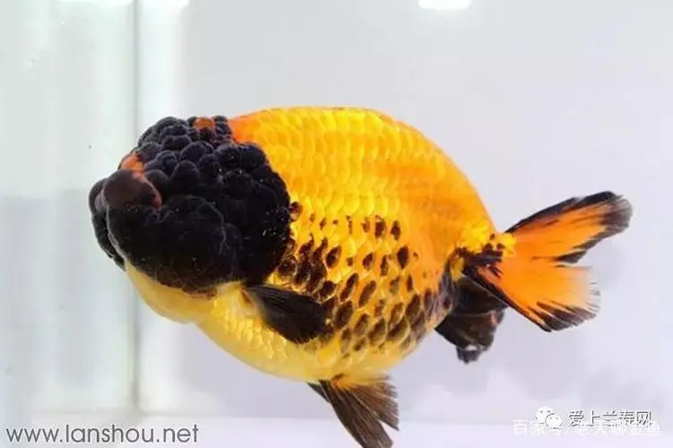 世界上寿命最长的金鱼——奇迹之鱼（世界上寿命最长的金鱼）