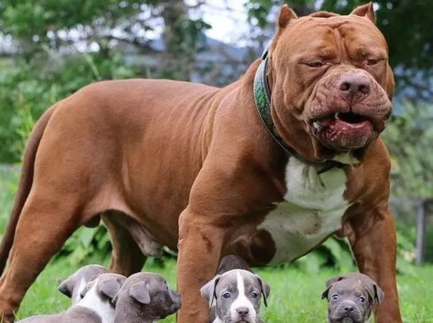世界十大猎犬排名 世界十大名犬排名图片
