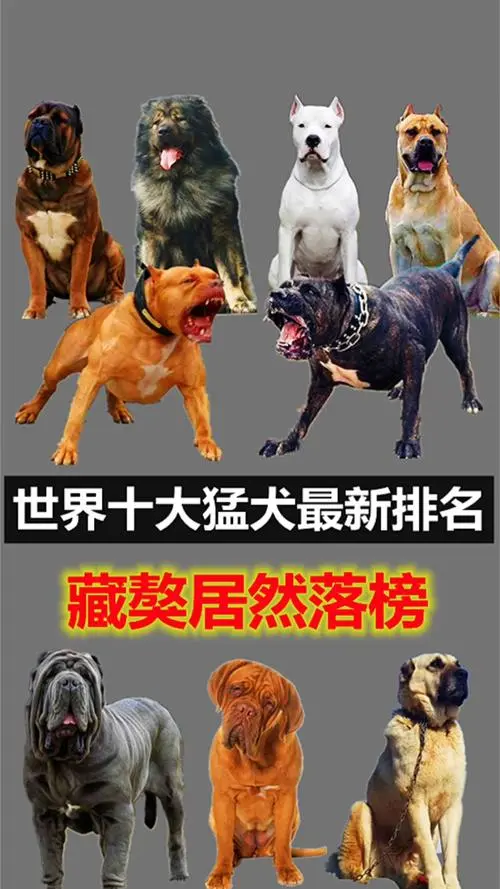 世界十大猛犬排行榜 世界十大猛犬排行榜图片