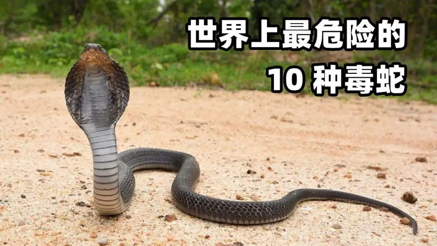世界最毒蛇第一名：夏威夷黑曼巴（世界最毒蛇第一名）