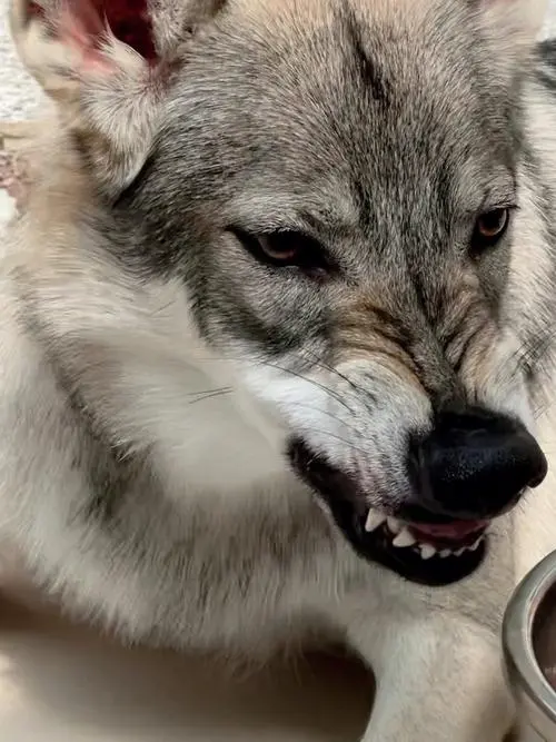 世界最凶猛的狼犬排名