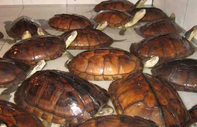 石金钱龟的家庭饲养 石金钱龟的饲养方法